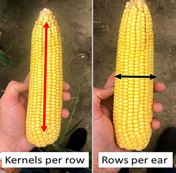 Estimating corn yield potential - Corn